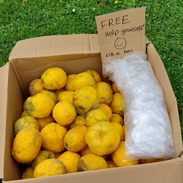 Retiring Lemon Tree
